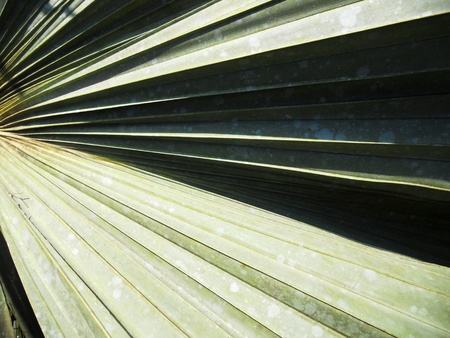 palm leaf , closeup of a fan-shaped palm leaf in sunlightの写真素材