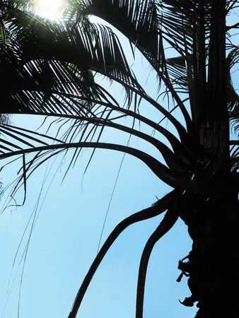 palm silhouette, silhouette of palm fronds against a sunlit sky in Malaysia  Asia の写真素材