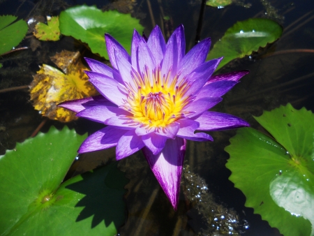 purple water lilly, Stunning closeup of a purple and yellow water lilly  Lotus  の写真素材
