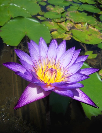 purple waterlilly2, Stunning closeup of a purple and yellow waterlilly  Lotus  の写真素材
