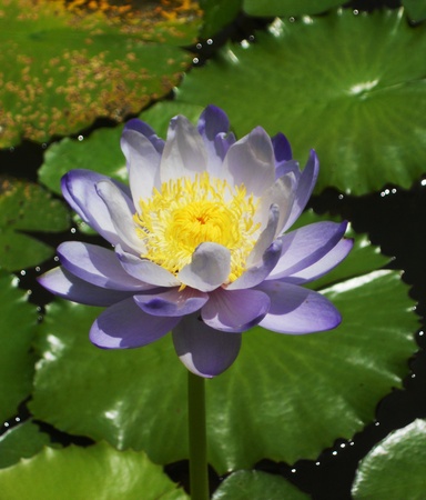 purple waterlilly4, a delicately colored purple, white and yellow waterlilly  Lotus  against green lilly padsの写真素材