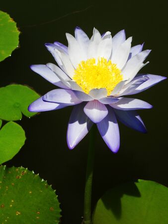 purple waterlilly5, a delicately colored purple, white and yellow waterlilly  Lotus  against dark water and green lilly padsの写真素材