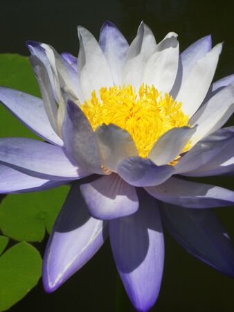 purple waterlilly7,Stunning closeup of a delicately colored purple, white and yellow waterlilly  Lotus  の写真素材