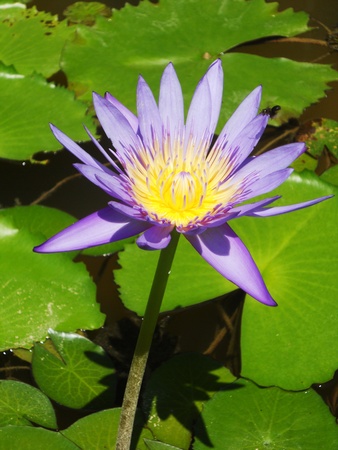 purple waterlilly8, beautiful purple waterlilly  lotus , against its gree leaves, on a pondの写真素材
