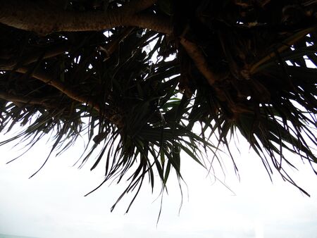 tropical leaves, leaves of a tropical jungle tree silhouetted against a bright skyの写真素材