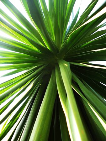 yucca8, A view of the center of a green Yucca  Beautiful nature abstractの写真素材