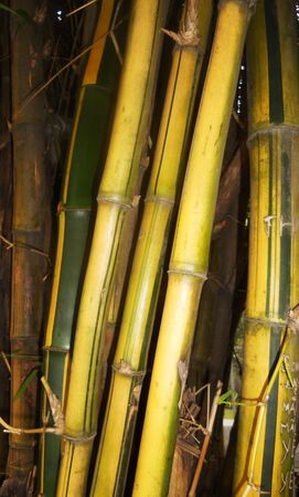 striped bamboo, yellow and green striped bamboo in Vietnam  Asia の写真素材