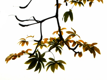 tree leaves, beautiful tropical tree and leaves, cut-out against white backgroundの写真素材