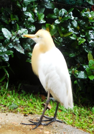 egret 10, egret standingの写真素材