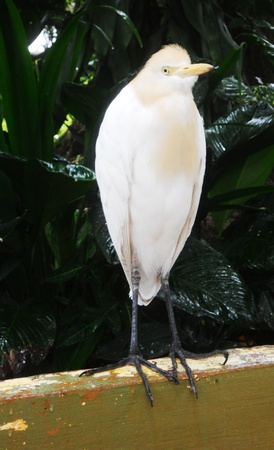 egret 11, egret standingの写真素材