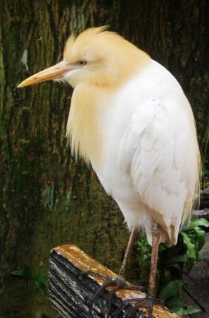 egret 12, egret standingの写真素材