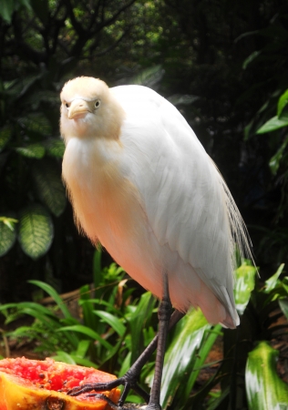 egret 13, egret with jungle backgroundの写真素材