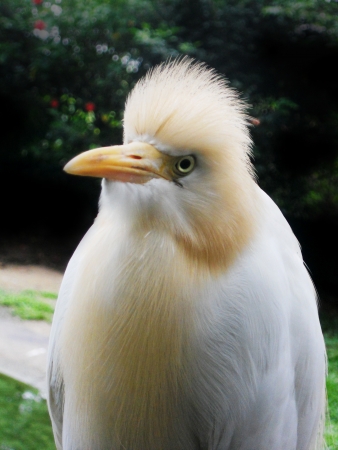 egret 14, closeup of the head of a small egretの写真素材