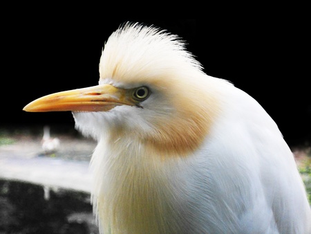 egret 15, closeup of the head of a small egretの写真素材
