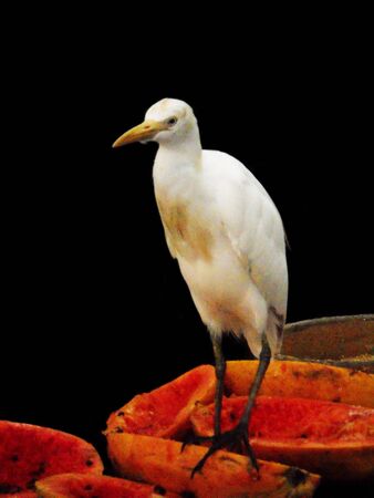 egret 4, egret feeding on papayaの写真素材