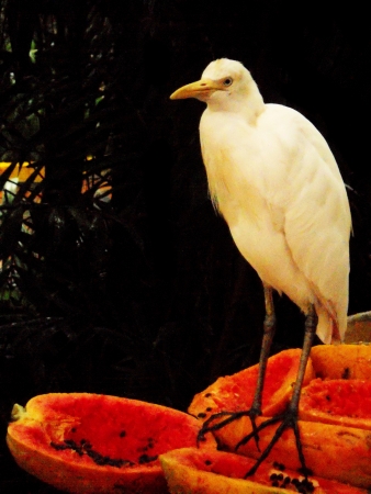 egret 6, egret feeding on papayaの写真素材