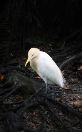 egret 7, small egretの写真素材