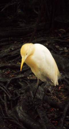 egret 8, small egretの写真素材