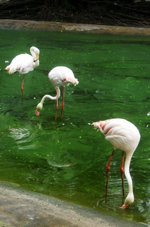 flamingos, 3 flamingos feedingの写真素材