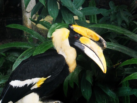 hornbill 1, closeup of a hornbill with jungle backgroundの写真素材