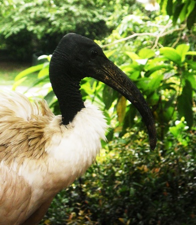 ibis closeup 2, closeup of the head of an Ibisの写真素材