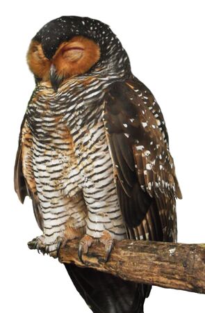 owl, a large owl species, clipped  cut-out  against a white backgroundの写真素材