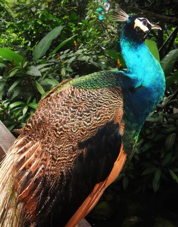 peacock 1, side view of a peacock with jungle in the backgroundの写真素材
