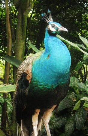 peacock in jungle 2, front view of a peacock with jungle in the backgroundの写真素材