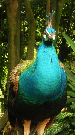 peacock in jungle, front view of a peacock with jungle in the backgroundの写真素材