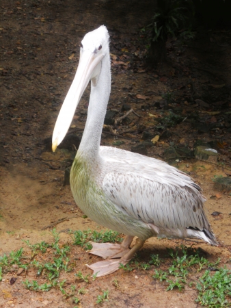 pelican 2, pelican standingの写真素材