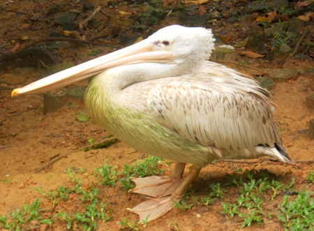 pelican 3, pelican standingの写真素材