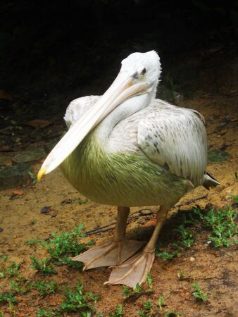 pelican 4, pelican standing の写真素材