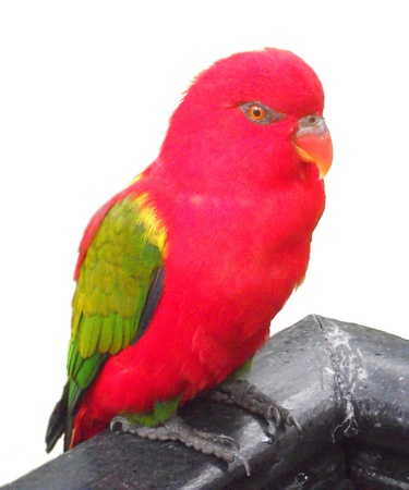 red parrot, a small red parrot with green wingsの写真素材