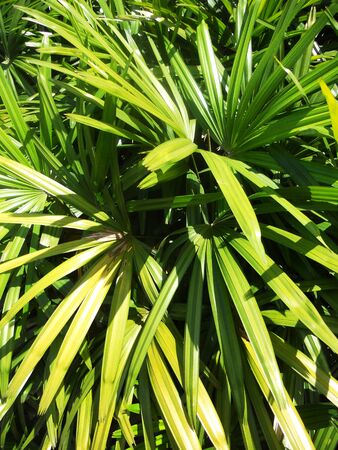 tropical leaves 3, leaves of a tropical plant  Malaysia の写真素材