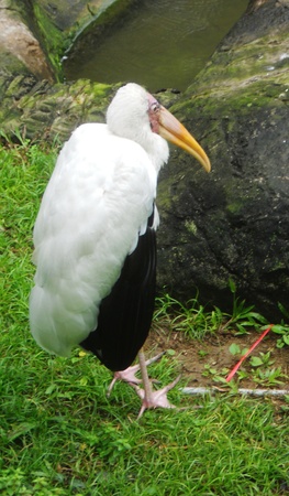 Yellow-billed Stork 1, Yellow-billed Stork standingの写真素材
