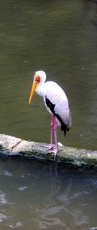 Yellow-billed Stork 2, Yellow-billed Stork standingの写真素材