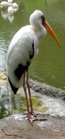 Yellow-billed Stork 4, Yellow-billed Stork standingの写真素材