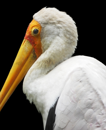 Yellow-billed Stork closeup 1, closeup of a Yellow-billed Stork against a black backgroundの写真素材