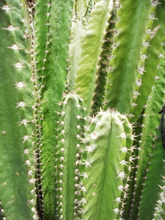 cactus 2, closeup of cactus plantの写真素材