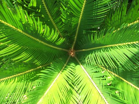 palm center 1, closeup of the center of a small green palm plantの写真素材