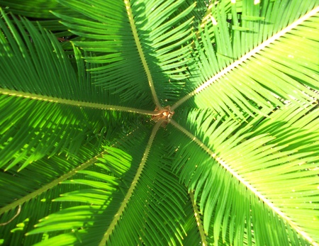 palm center 2, closeup of the center of a small green palm plantの写真素材
