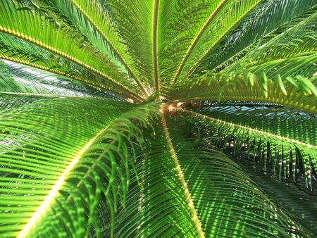 palm center 4, closeup of the center of a small green palm plantの写真素材