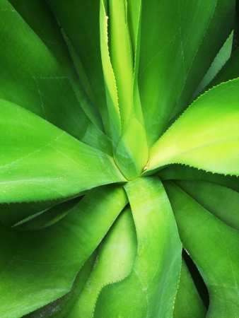 Yucca 10, closeup of the center of a green Yucca plantの写真素材