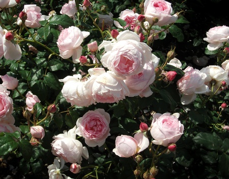Albertine roses 1, pink Albertine roses in a garden in the sunlightの写真素材