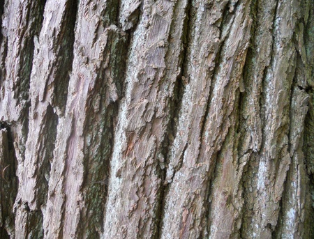 bark texture 2, texture of tree barkの写真素材