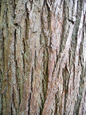 bark texture 3, texture of tree barkの写真素材