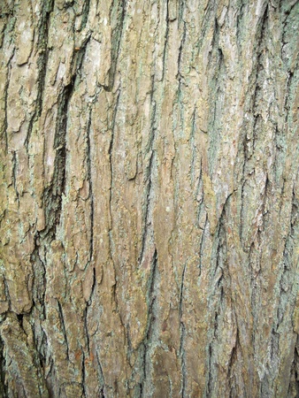 bark texture, texture of tree barkの写真素材