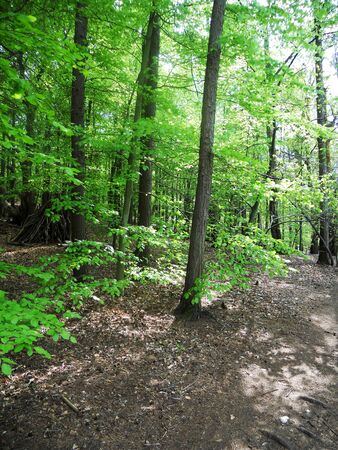 beech forest in spring 3, new green leaves on young beech trees, Surrey, UKの写真素材
