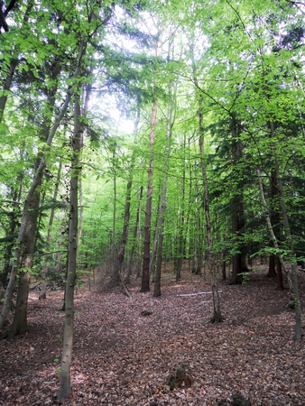beech forest in spring 5, new green leaves on young beech treesの写真素材