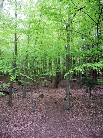 beech forest in spring, new green leaves on young beech treesの写真素材